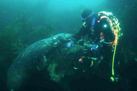 A friendly Isles of Scilly seal - used ambinet light with... by Malcolm Nimmo 