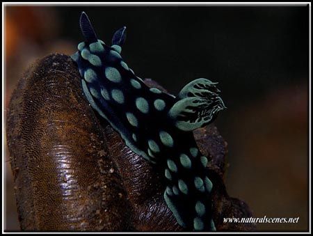 This sea squirt doesn’t taste to good!!!C7070 by Yves Antoniazzo 