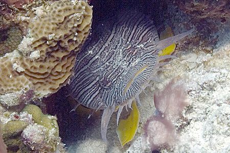 A grouchy but splendid toadfish. Fuji Finepix S2, dual SB... by Stuart Spechler 