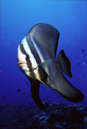 Inquisitive Batfish cruising over the reef by Richard Smith 