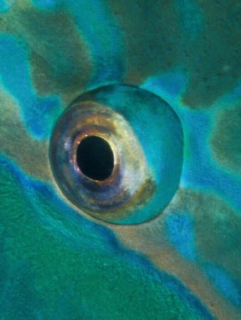 nikon f 100 hugyfot 60 mm f2.8 micro 2 nikonos sb 105 by Virga Riccardo 