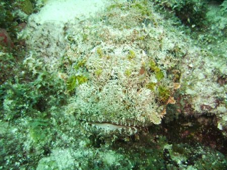 Scorpion fish up close and personal by Alison Hargadine 