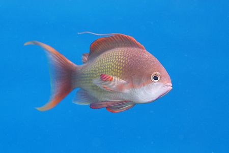 Lyretail anthias in the blue.
D200,105mm. by Derek Haslam 