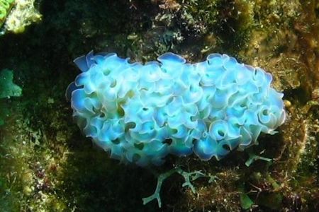 Lettuce slug (?) from Curacao by Jon Doud 