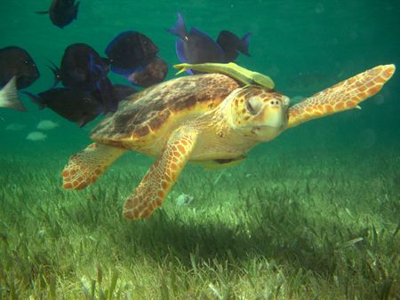 Turtle says "Hi!" by Luella Hitchcock 