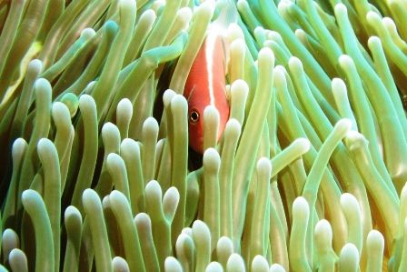 Peek-A-Boo! This shot was taken in Tulamben, Bali. by Mohan Thanabalan 