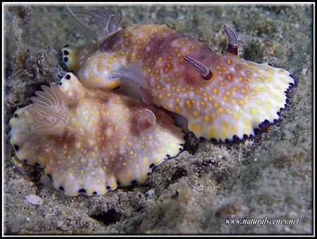 Underwater romance! "I love you" the little one is saying... by Yves Antoniazzo 