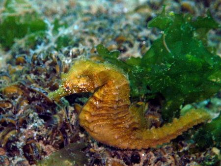 Seahorse
Olympus C8080 by Antoine Desbordes 