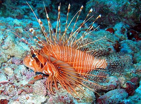 Lion fish trying to sneak away low down on the reef.....S... by Carl Wrightson 