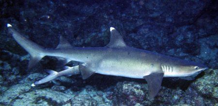 white tip giving birth by Trevor Smith 