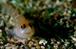 little fish who liked to pose,taken in monterey, d70 60mm by Douglas Epley 