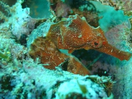 Found well hidden amongst the seaweed, this Seahorse was ... by Ash Pickering 