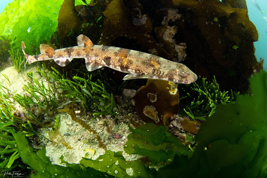 Puffershark by Pieter Firlefyn 