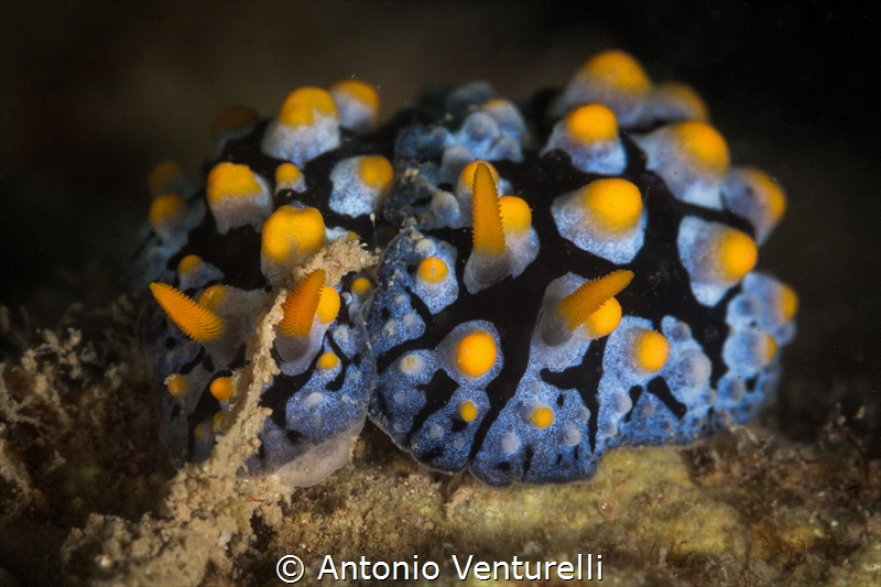 Scrambled egg nudibranchs( Phyllidia varicosa)_Feb 2024
... by Antonio Venturelli 