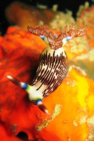 Nembrotha Lineolata. Taken on my 100th dive in Tioman Isl... by Mohan Thanabalan 