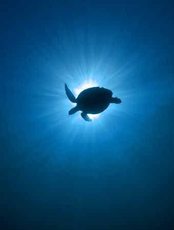 Turtle silhouette taken at Sipadan by Paul Hunter 