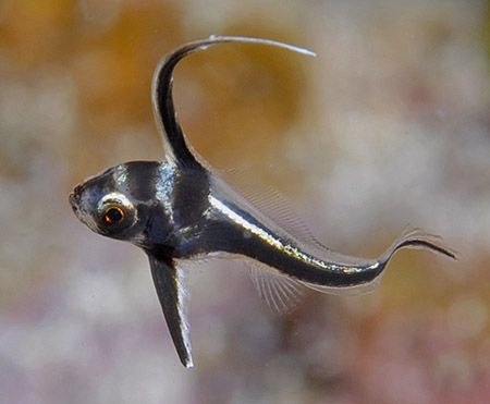 A tiny (1 cm) juvenile Highhat. This is one of the toughe... by Jim Chambers 