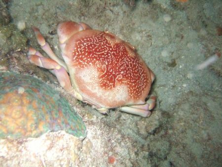 Nice crab taken from Guanica at the barracuda hole. Night... by Ariedwin Colon 