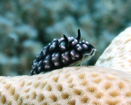 Over the edge Poly Worm with D100 by Patrick Burke 