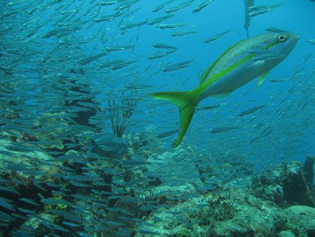 Rush Hour on the reef. Natural light no strobe with Canon... by Sheryl Checkman 