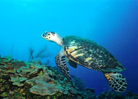 Hawksbill turtle, taken in Belieze near
the Elbow, Nikon... by Marylin Batt 