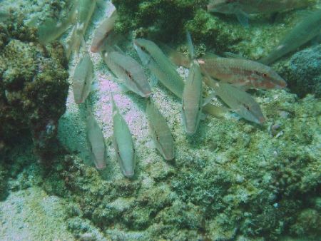 Eye contact with goatfish by David Johnson 