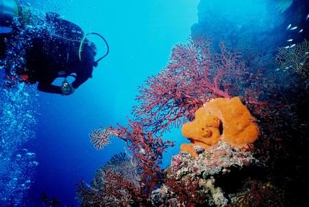 North Horn Beauty - taken at the incredible Osprey Reef. by David Sevier 