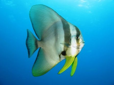 This batfish was curiously swimming around me during safe... by Mohan Thanabalan 