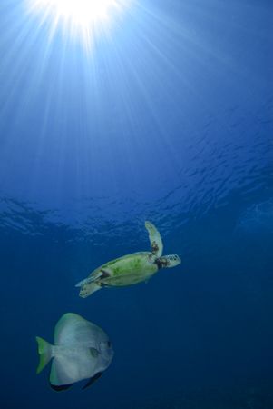 Turtle and Batfish taken at Sipadan by Paul Hunter 