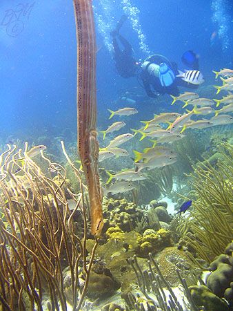 Reef photo with natural light taken at "Rock Pile" on Kle... by Brian Mayes 