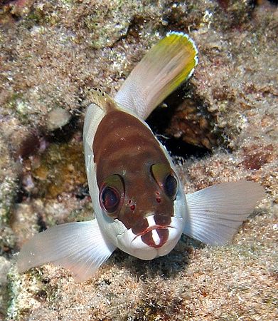 Grouper taken in Sharksbay with Olumpus SP-350 by Anel Van Veelen 