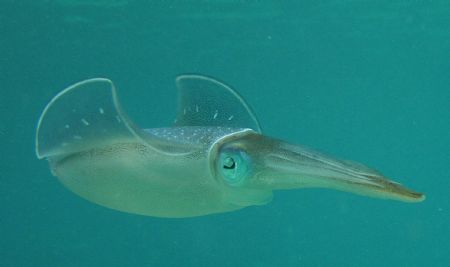 Squid watching you by Theresa Akerman-Ihle 