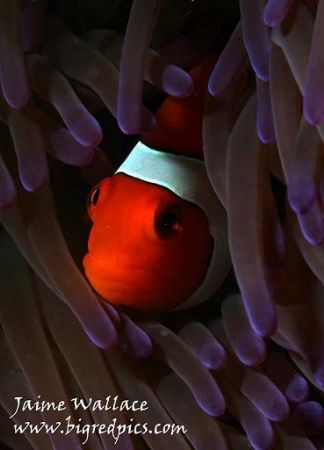 Cant resist these guys! by Jaime Wallace 