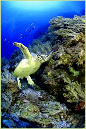 turtle coming in to land. What a cutie ! found at Brother... by Fiona Ayerst 