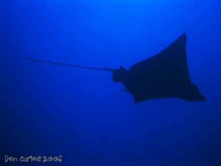 One of my favorite characters from the sea, so elegant... by Carlos Valenzuela 