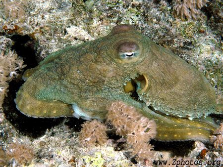 This red sea reef octopus was out hunting when I caught u... by Zaid Fadul 
