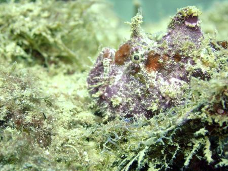 This Frogfish was found in Cabo San Lucas, on the Baja Pe... by Ash Pickering 