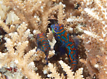 mandarin fish
location:est borneo (derawan)indonesia
ca... by Ali Handisanjaya 