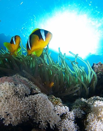 Clownfish, anemone and sunburst taken at Ras Zatar, Ras M... by Nikki Van Veelen 