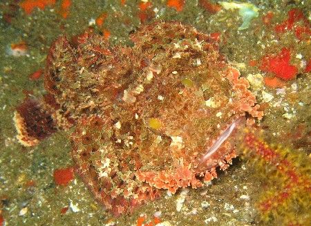 Scorpionfish by David Johnson 