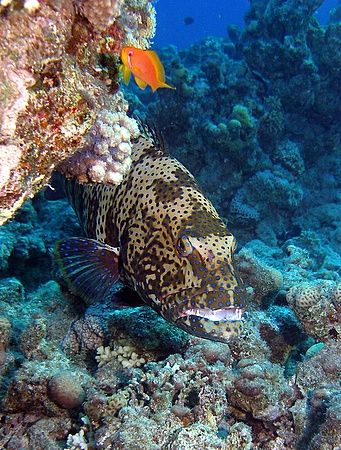 Grouper taken at Sharksbay with Olympus SP350. by Anel Van Veelen 