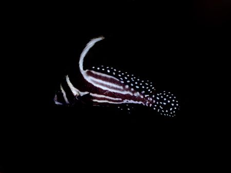 This image was taken at the Mr Bud wreck in Roatan. I use... by Steven Anderson 