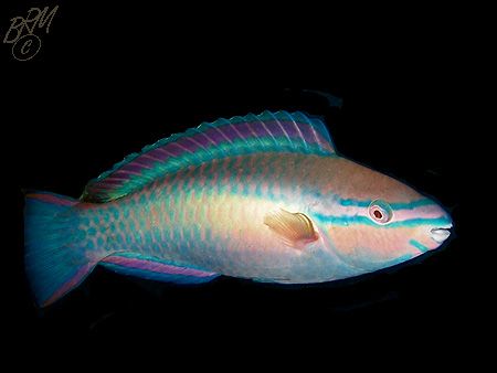 My little Princess! from twilight/night dive in Bonaire. ... by Brian Mayes 