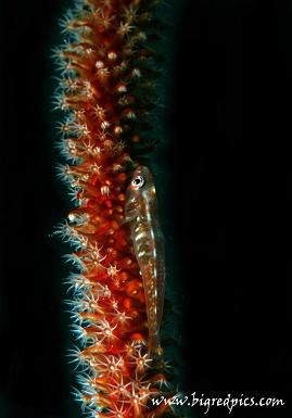 Taken at Kapalai Island with canon 5d. by Jaime Wallace 