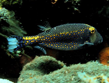 A colourful box fish. by Alex Lim 