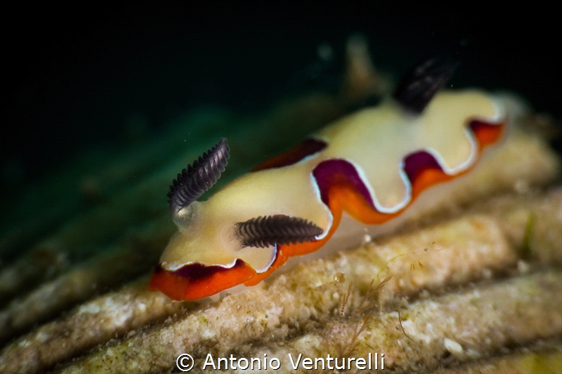 Chromodoris fidelis nudibranch_March 2024
(Canon100,1/20... by Antonio Venturelli 