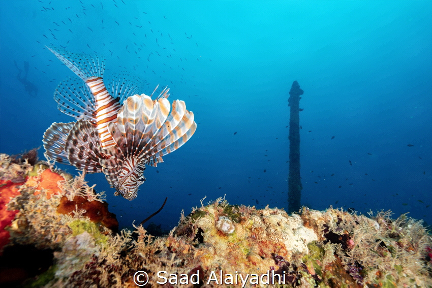 Exploring Lion: A lion fish on the edge of a wreck with a... by Saad Alaiyadhi 
