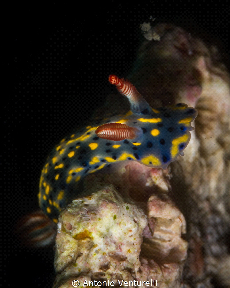Hypselodoris infucata nudibranch_March 2024
(Canon100,1/... by Antonio Venturelli 
