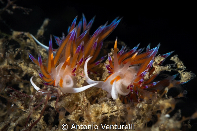 Cratena nudibranchs _August 2023
(Canon100,1/200,f20,iso... by Antonio Venturelli 
