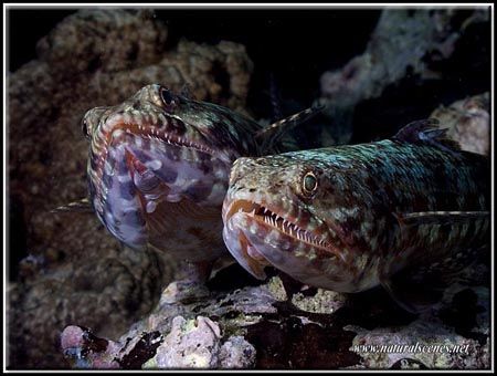 Toothy cople C5050 by Yves Antoniazzo 